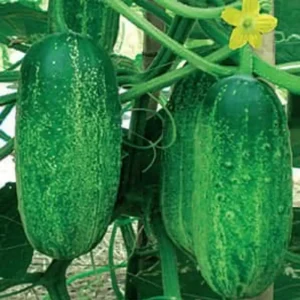নওগার খিরাইয়ের বীজ মিনিপ্যাক