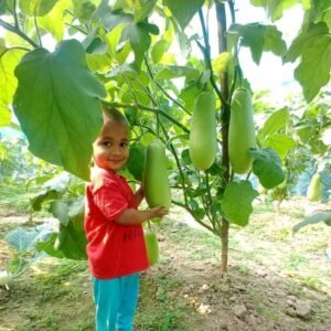 ১০ প্যাকেট কেজি বেগুন বীজ নিলে আরো ২ প্যাকেট ফ্রী দাম মাত্র ২,৯৯০৳